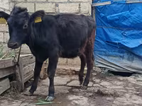 Kuh, Aberdeen-Angus — Foto 2