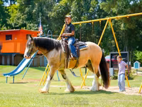公马, Gypsy horse — 照片 2