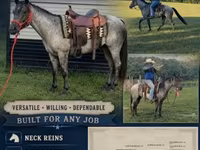 Caballo, Quarter Horse — foto 1