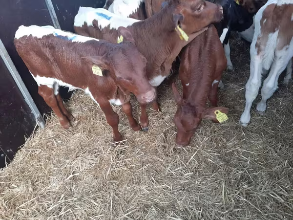सांड, Simmental cattle