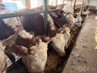 Kuh, Simmental cattle — Foto 4