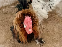 Chickens — 照片 4