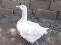 Geese — photo 1