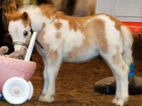 فرس, Miniature horse — الصورة 2