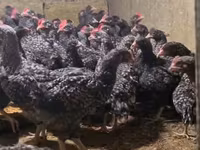 Chickens — photo 2