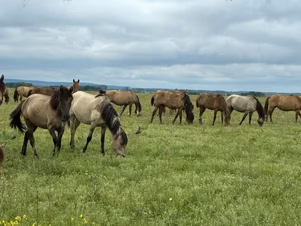 Caballos (lote, sexo no especificado), Horse breed