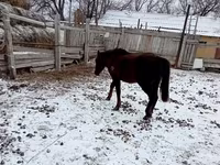 حصان, Kazakh horse — الصورة 3