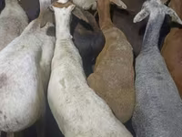 كبش, الأغنام — الصورة 3