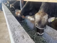 公牛, Cattle — 照片 4