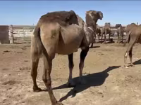Camellos (lote, sexo no especificado), Anafi camel — foto 4