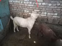 Billy Goat, Goats — photo 3