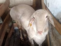 Widder, Arashan sheep — Foto 2