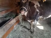 公牛, Russian Black pied cattle — 照片 2