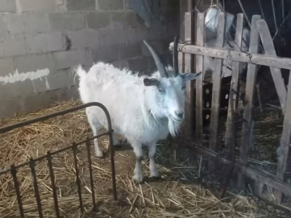 عنزة, Saanen goat