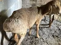 Sheep, Katum sheep — photo 5