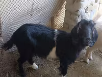 Goat, Goats — photo 3