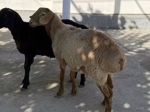 Ram, Sheep
