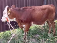 母牛, Swiss cattle — 照片 3