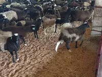 Carnero, Suffolk sheep — foto 3