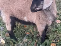 बकरी, Nubian Goat — फ़ोटो 1