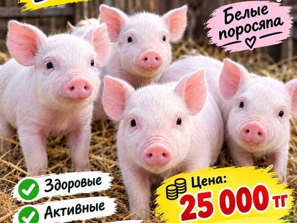 Свиньи (партия, пол не указан), Дюрок