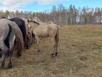 Caballo, Caballos — foto 1