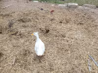 German Pekin — photo 3
