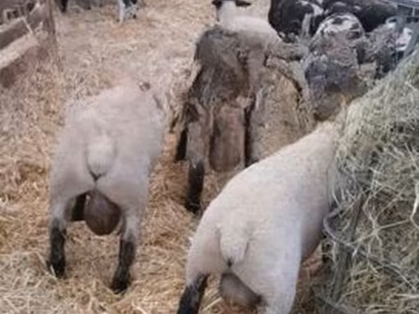 公羊, White Suffolk sheep
