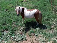 Stute, Australian Pony — Foto 4