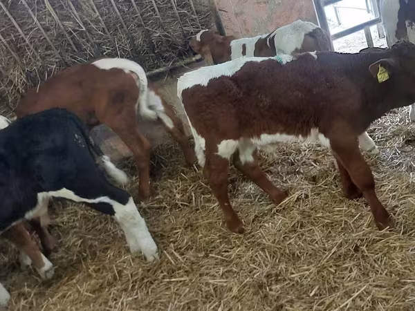 牛只（批次，未指定性别）, Simmental cattle