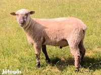 Carnero, Shroshire sheep — foto 2