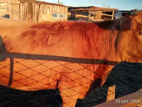 بقرة, Swiss cattle — الصورة 3