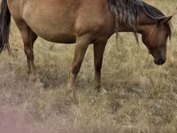Yegua, Kazakh horse — foto 2