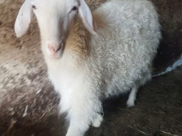 Goat, Goats