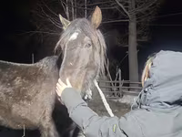 Horse (M), New Altai Horse — photo 2