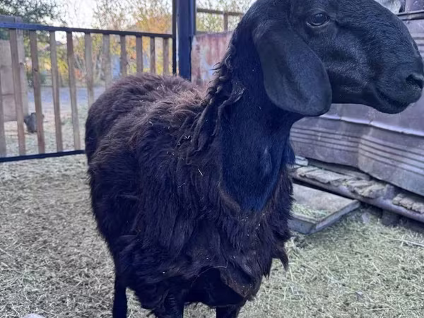كبش, Hissar sheep