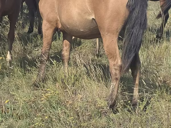 Yegua, Mugalzhar horse