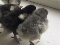 Chickens — الصورة 2