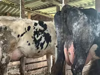 Kuh, Holstein-Rasse — Foto 1