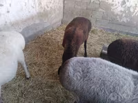 كبش, الأغنام — الصورة 4
