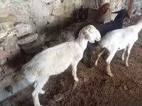 Widder, Rhon sheep — Foto 2