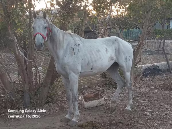 فرس, Anglo-Arabian