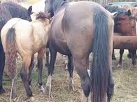 Caballo, Caballos — foto 3