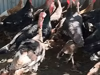 Turkeys — photo 3
