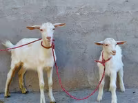 Cabra, Saanen goat — foto 2
