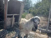 Billy Goat, Damask goat — photo 2