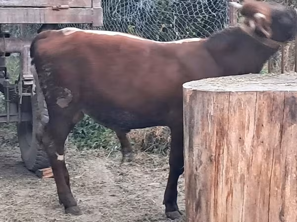 Бык, Коровы