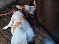 Vaca, Ganado vacuno — foto 1