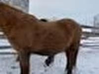 Horse (M), Yakutian horse — photo 5