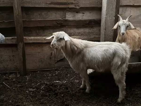 Ziegenbock, Ziegen